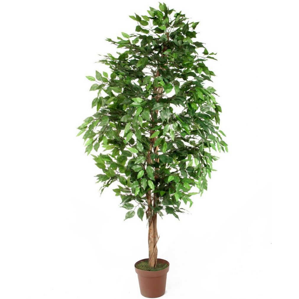 Ficus Benjamina Danielle Weeping Fig Tree - 6ft | Artificial Plants